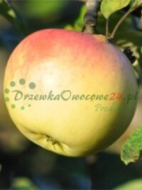 Готові до продажу сертифіковані плодові саджанці та процеси контролю якості