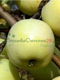 Професійні проекти вирощування плодових дерев здійснені у Люблінському воєводстві