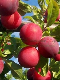 Інвестиції в сучасні технології вирощування та сучасні системи сільськогосподарської інфраструктури