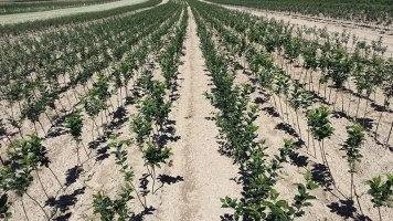 В Україні виробництво розсадників і технології вирощування плодових саджанців