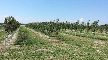 Сучасні розсадкові споруди з органічними методами вирощування рослин