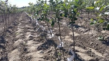 Високоякісні плодові саджанці виробничі процеси та контрольні системи