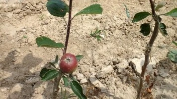 Розсадковий сектор спеціальні програми вирощування експертною командою