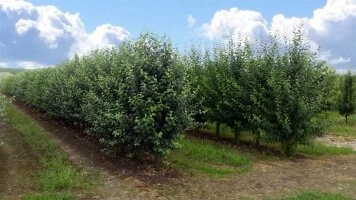 Розвинуті тепличні системи виробництво плодових кущів та застосування догляду